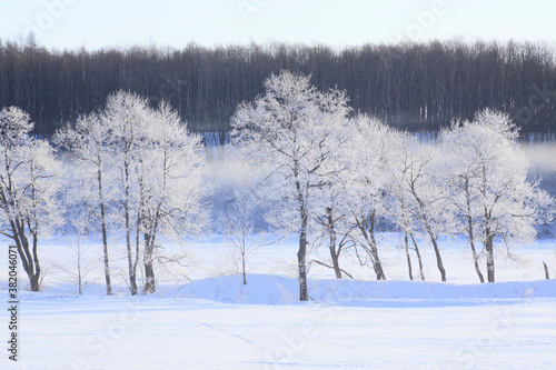 雪原のけあらしと木々