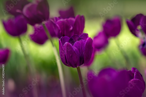 Ein Feld mit lila Tulpen im Frühling. Die Tulpe heißt NEGRITA
