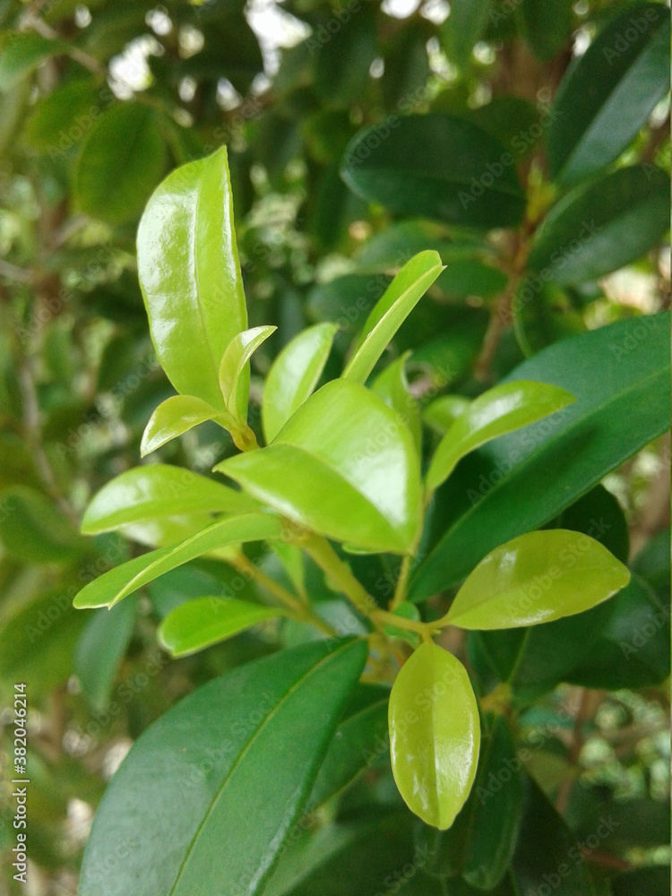 Obraz premium close up of leaves