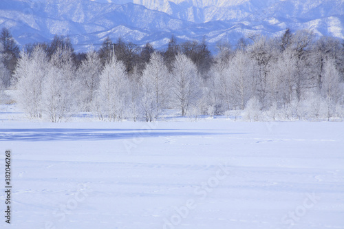 雪原の木々