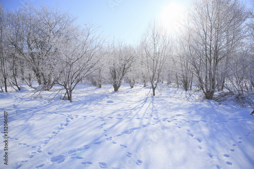 雪原の木々
