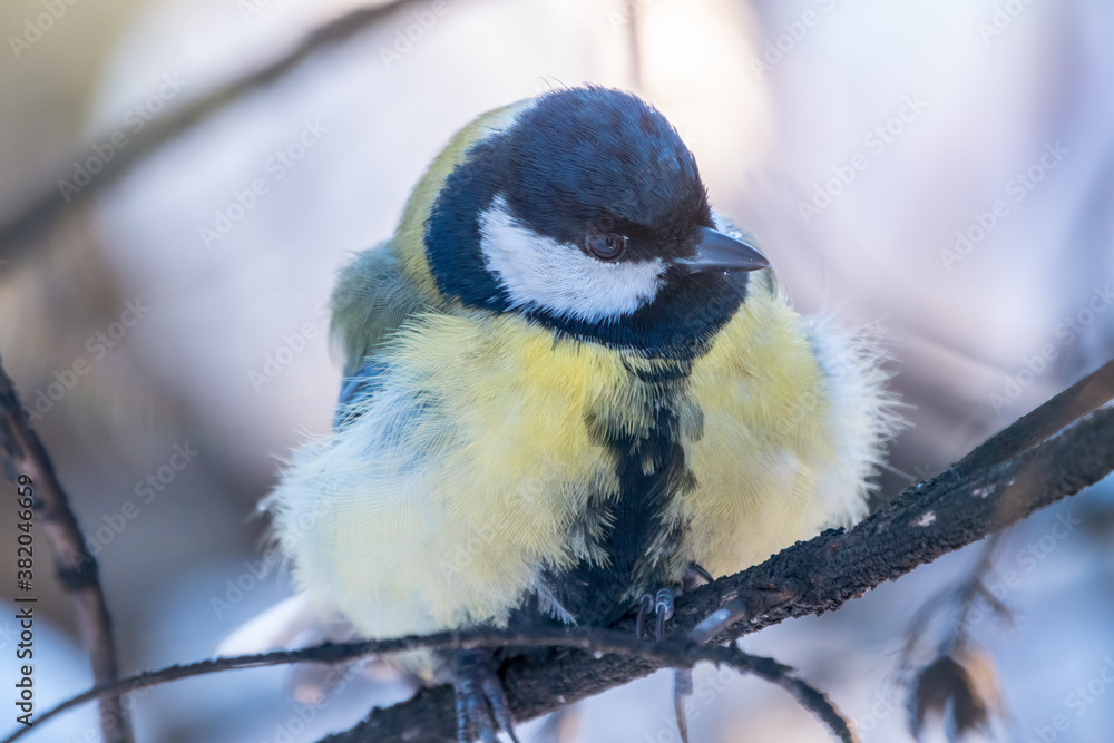 Obraz premium Cute bird Great tit, songbird sitting on a branch without leaves in the autumn or winter.