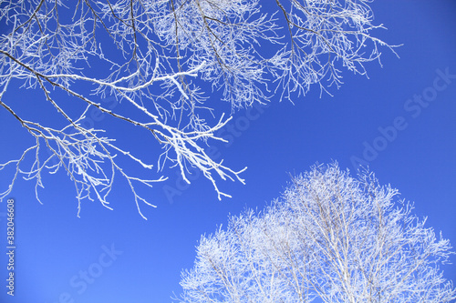 霧氷の着いた木々 © Paylessimages