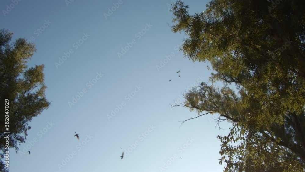 Looking up at the flying birds, they fly from one tree to another in a clear sky at sunset in spring, slow motion 60 fps. Looking up at the flying birds, they fly from one tree to another in a clear sky at sunset in spring, slow motion 60 fps.