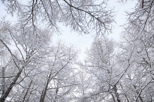 冠雪した木々 © Paylessimages