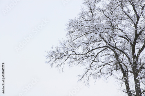 Wallpaper Mural 冠雪した木 Torontodigital.ca