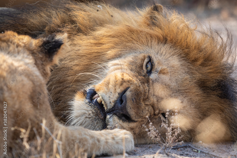 Naklejka premium Close up on a male lion's face growling while lying down on the ground in Kruger Park in South Africa