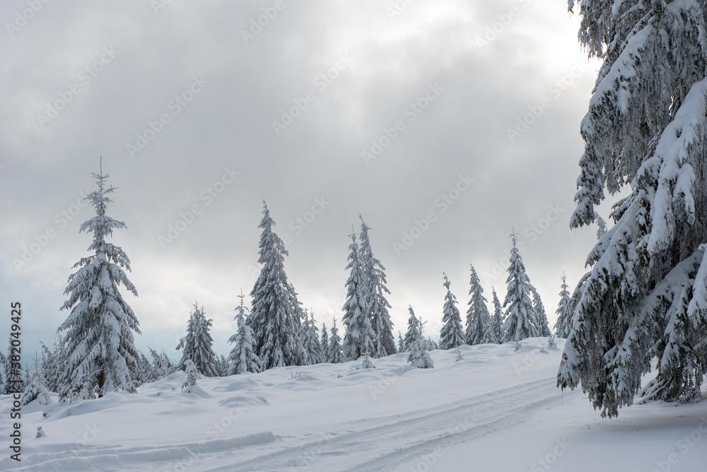 Fototapeta premium Fairy winter landscape with fir trees