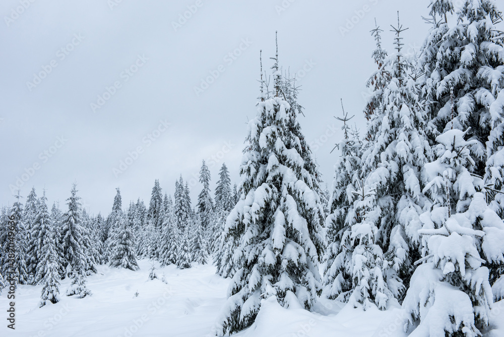 Winter landscape with snow on trees