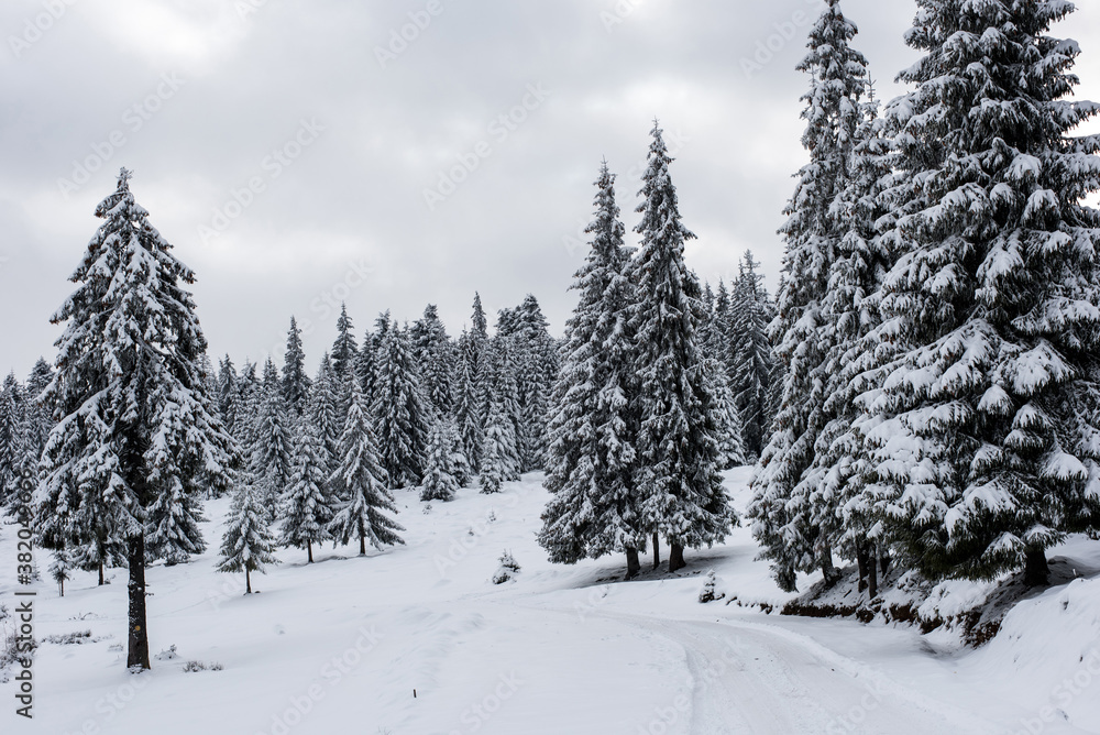 Fototapeta premium Winter landscape with frozen trees