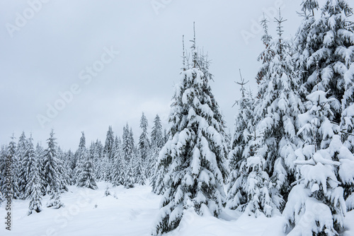 Winter landscape with snow on trees