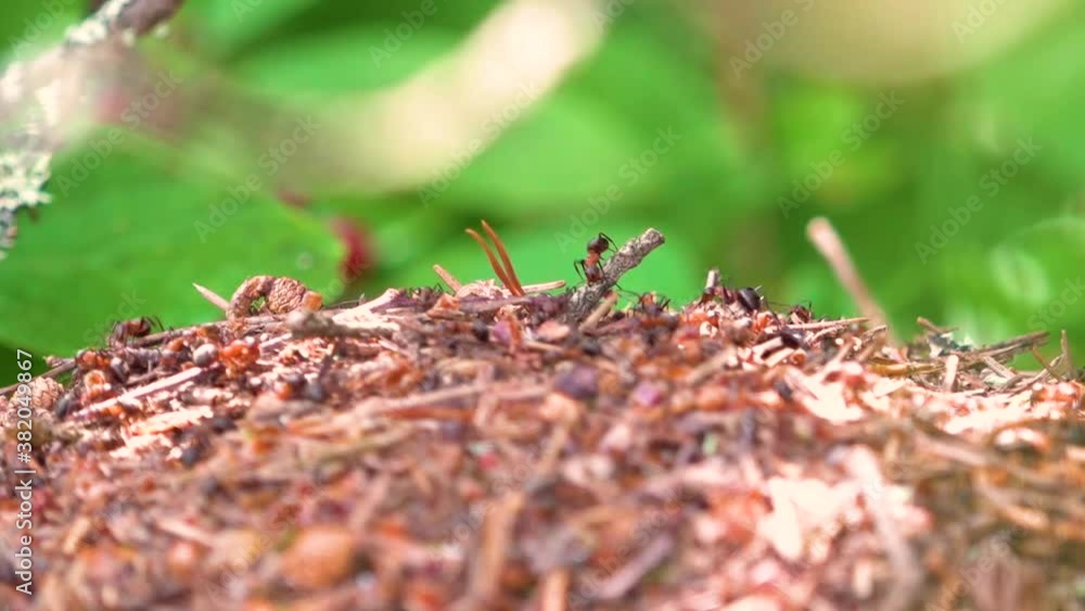 forest ants build an anthill forest ants build an anthill