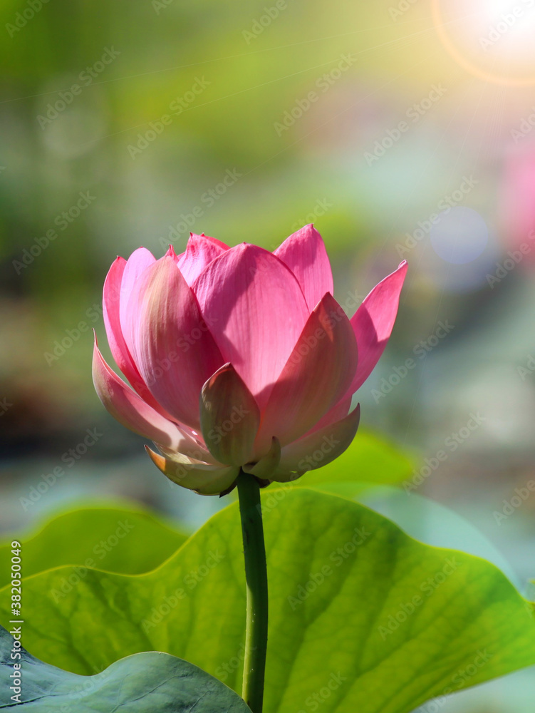 The blooming of pink lotus in Astrakhan region, river, summer. Russia wild nature The blooming of pink lotus in Astrakhan region, river, summer. Russia wild nature