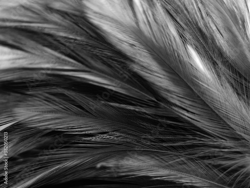 Beautiful abstract black feathers on dark background, gray feather texture on black background, white feather background
