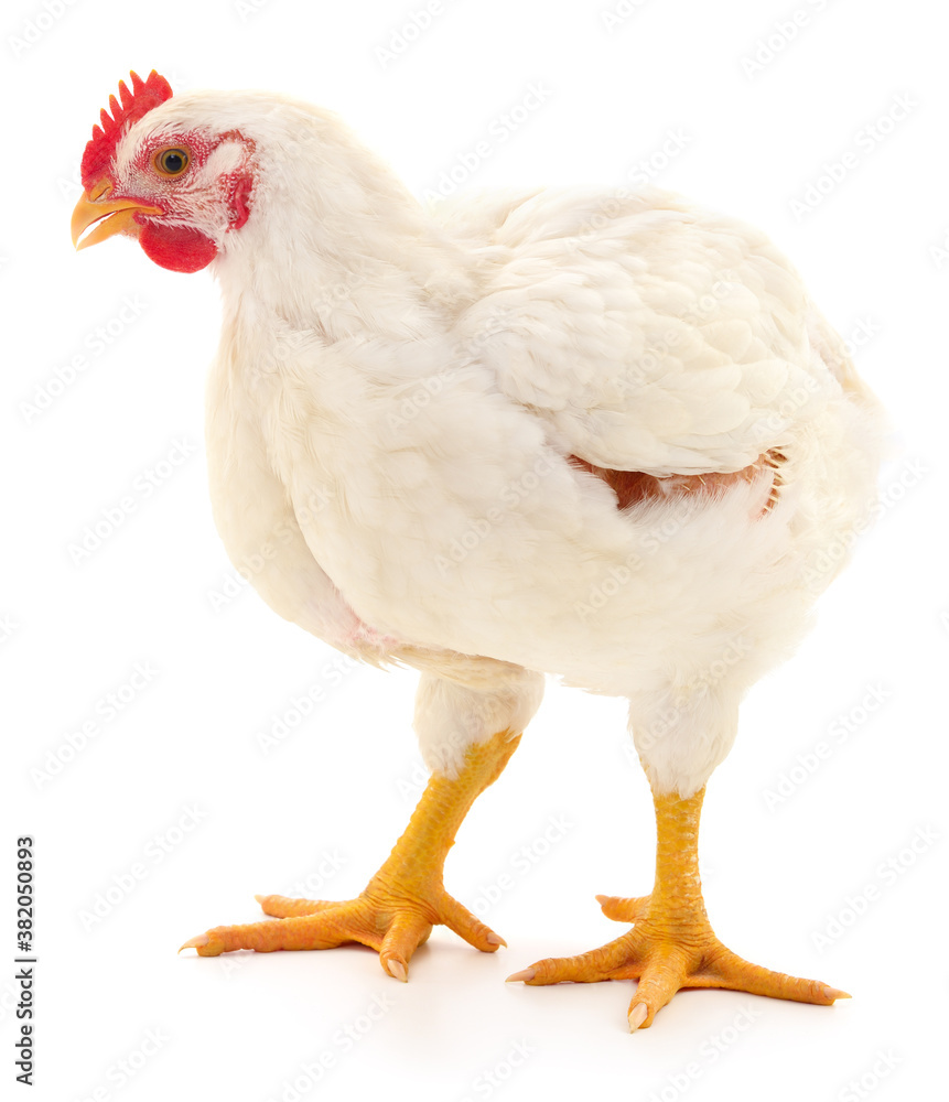 Fototapeta premium white hen isolated.
