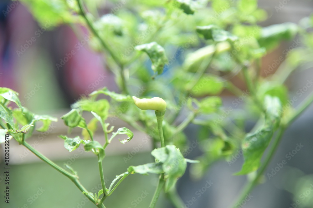 cayenne pepper plant located in Banyuasin district cayenne pepper plant located in Banyuasin district