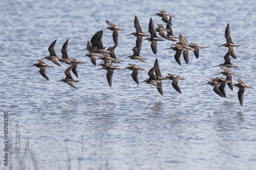 Flock of Long-Billed Dowitchers Silhouetted Against Marsh Pond