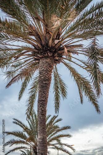 Palm tree in Mallorca