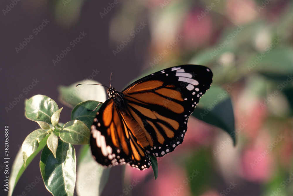 Obraz premium スジグロカバマダラ