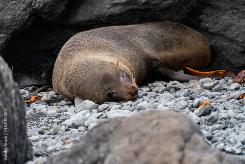 A New Zealand fur seal sleeping on rocks at Cape Palliser in the Wairarapa