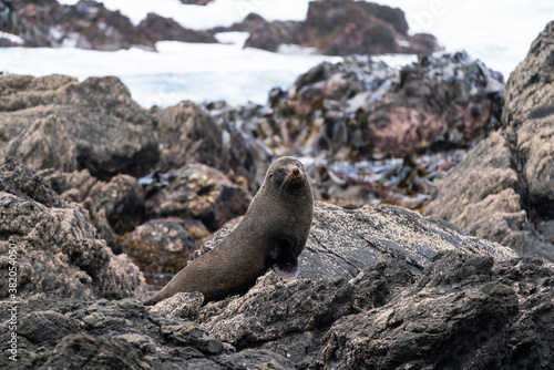 A New Zealand fur seal on the rocks in Cape Palliser in the Wairarapa