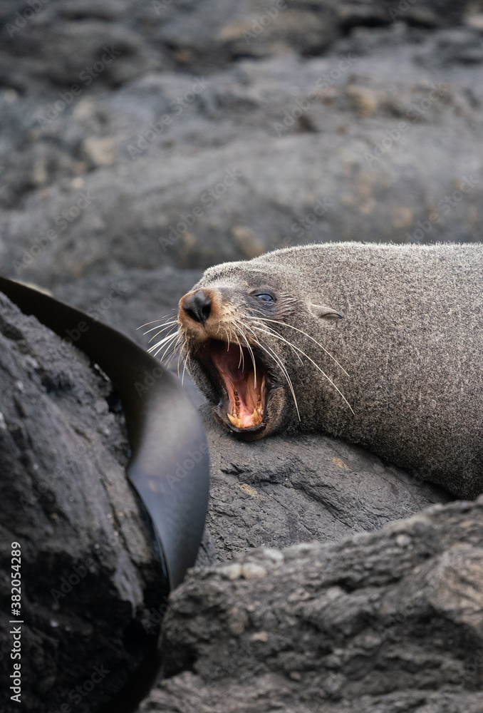 Fototapeta premium Close up of a yawning New Zealand fur seal on the rocks in Cape Palliser in the Wairarapa