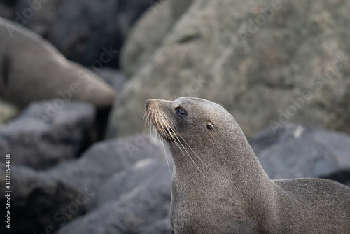 Close up of a New Zealand fur seal on the rocks in Cape Palliser in the Wairarapa