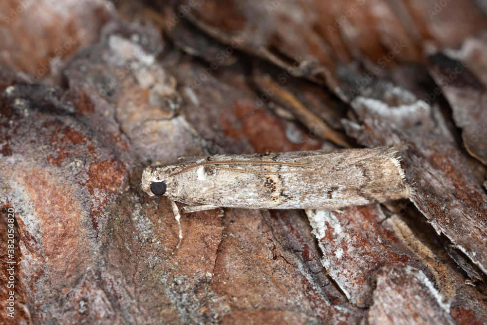 Heather Knot-horn, Pempelia palumbella on bark, macro photo Heather Knot-horn, Pempelia palumbella on bark, macro photo