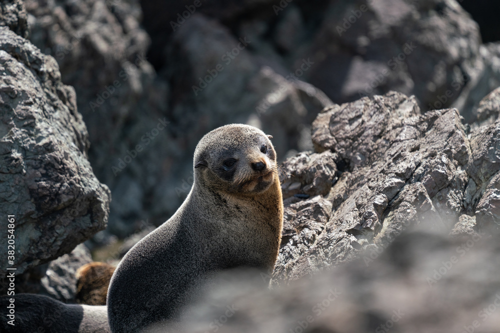 Obraz premium A New Zealand fur seal pup on the rocks in Cape Palliser in the Wairarapa