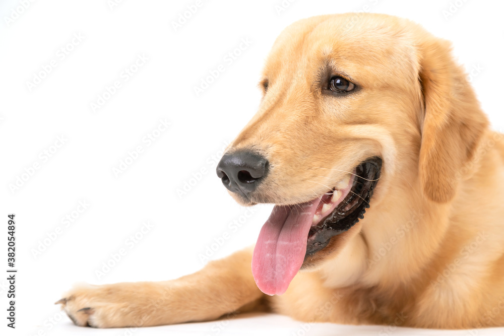 Portrait 7 months brown dog (Golden Retriever) isolated on white background Portrait 7 months brown dog (Golden Retriever) isolated on white background