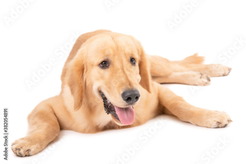 Portrait 7 months brown dog (Golden Retriever) isolated on white background