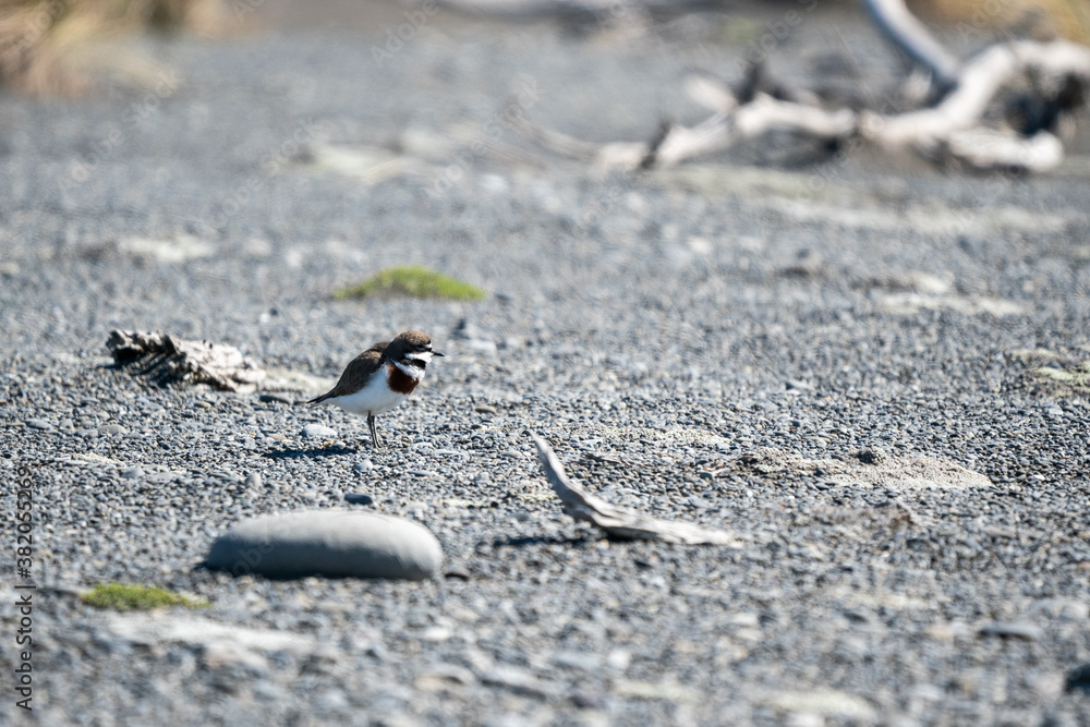 An endangered banded Dotterel bird on the beach in New Zealand