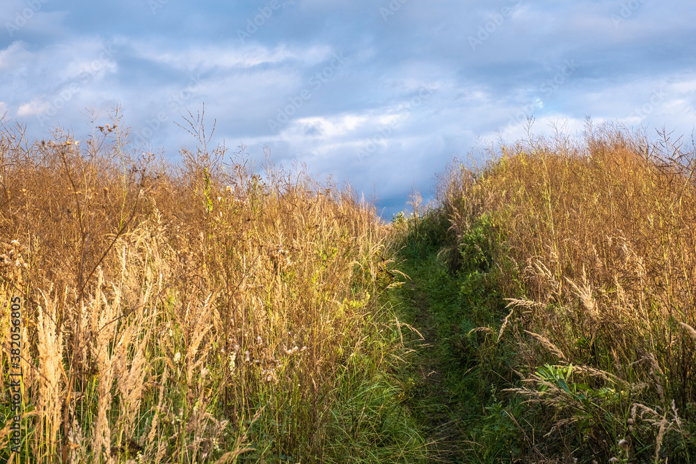 A path overgrown with tall dry grass against the background of a cloudy sky. A path overgrown with tall dry grass against the background of a cloudy sky.