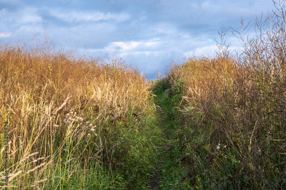 A path overgrown with tall dry grass against the background of a cloudy sky. A path overgrown with tall dry grass against the background of a cloudy sky.