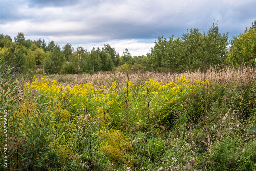 A forest glade with yellow flowers and tall dry grass.