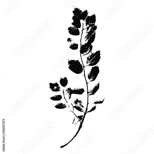 Imprint of a natural branch with leaves. Silhouette of a bush branch. Botanical vector illustration. Suitable for design, prints, postcards.