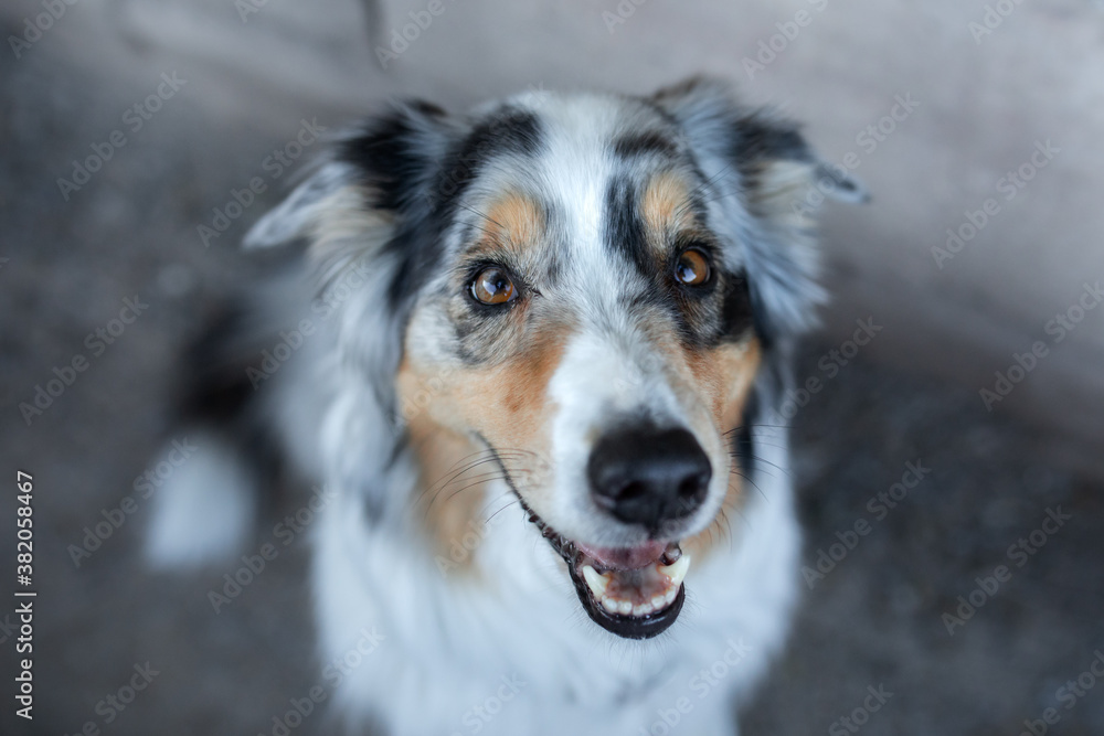 funny portrait of a dog . Marbled australian shepherd.
