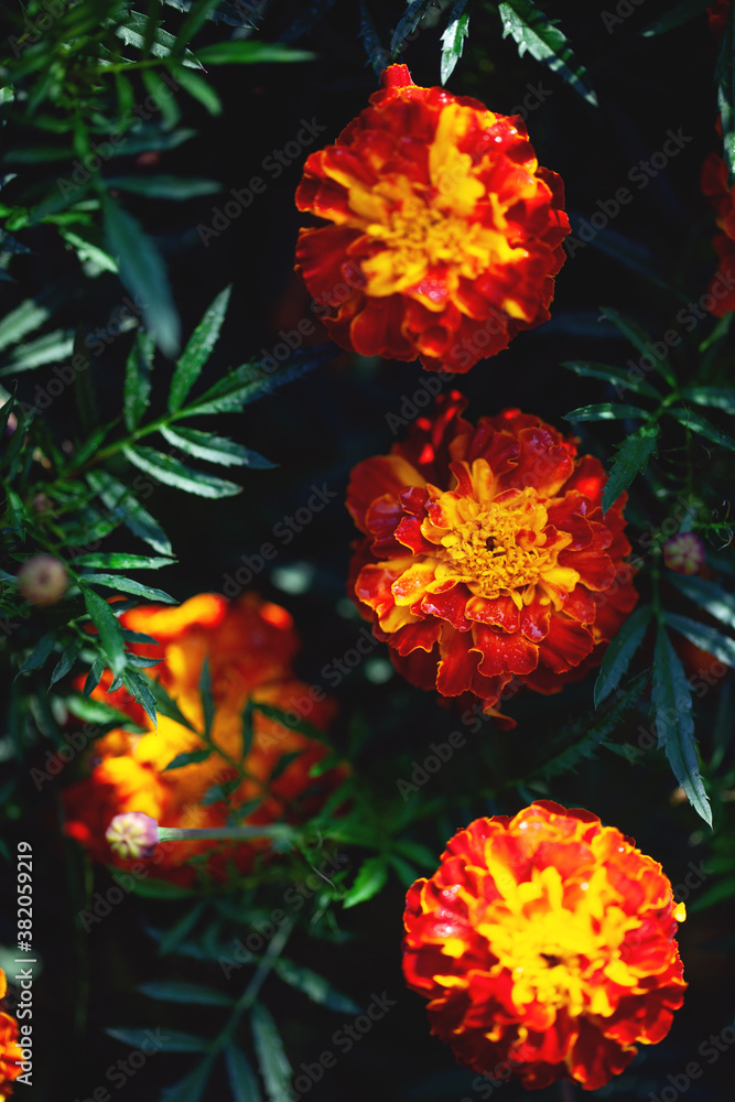 Marigold flowers are orange and yellow. natural background Marigold flowers are orange and yellow. natural background