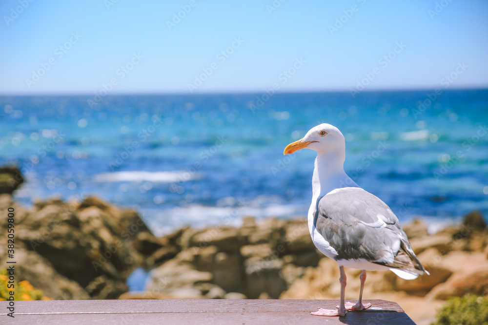 Fototapeta premium 17-Mile Drive, California