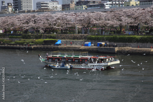 桜を見ながら舟遊び