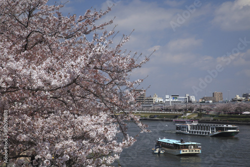 桜と舟と隅田川