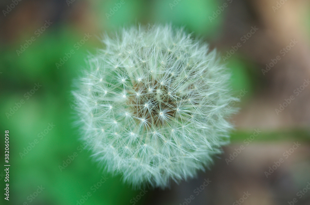 Obraz premium 花と植物