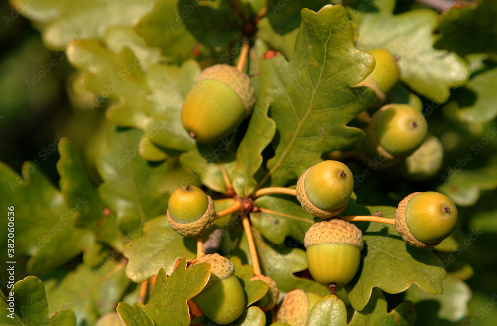 Obraz premium Eicheln Insel Borkum