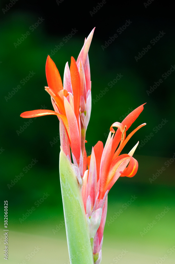 Obraz premium 花と植物