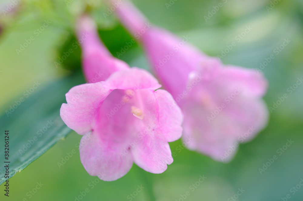 花と植物 花と植物