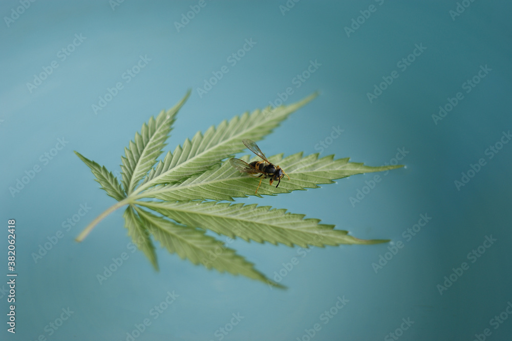 cannabis leaf on a blue background. bee sitting on a classic cannabis leaf