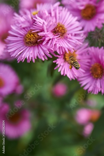 Bee collecting nectar on a purple flower. Bee on a purple aster. Closeup of a bee on a purple flower.