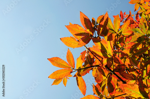 Photography 紅葉