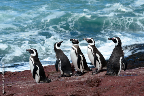 Manchot de Magellan (Spheniscus magellanicus)  