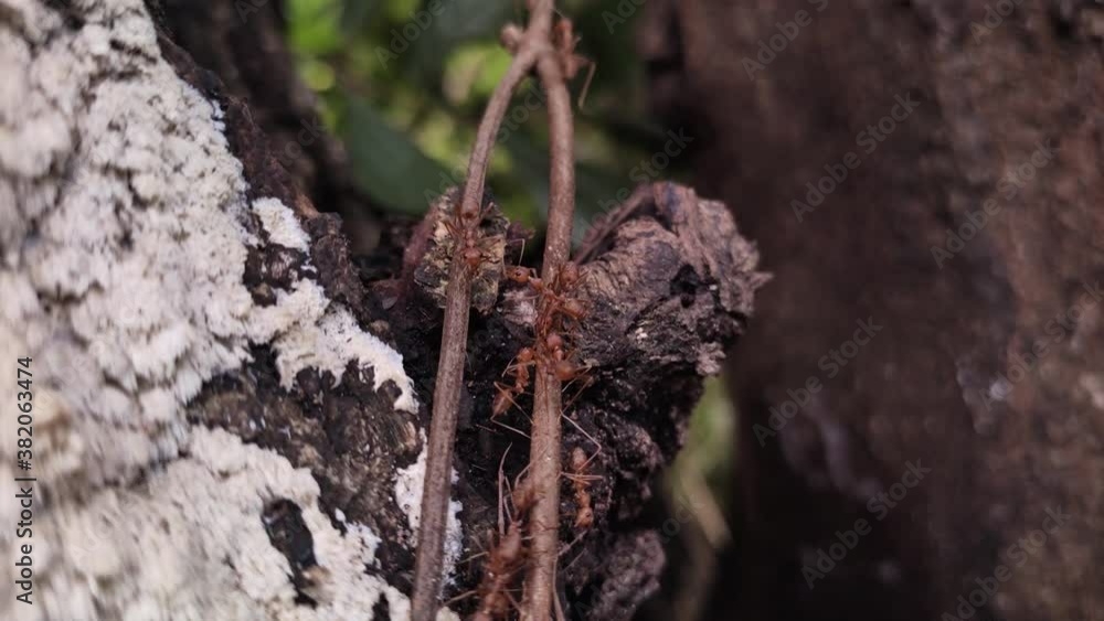 Ants who are working for food for the hibernation season. Ants who are working for food for the hibernation season.